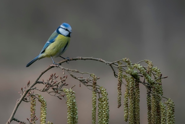 Photo mésange bleue eurasienne (cyanistes caeruleus) sur une branche d'aulne européen (alnus glutinosa)