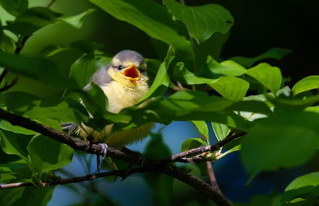 Mésange bleue eurasienne Cyanistes caeruleus Jeune oiseau assis sur une branche parmi les feuilles et appelle les parents