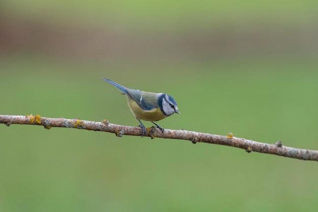 Mésange bleue eurasienne (Cyanistes caeruleus) Leon, Espagne