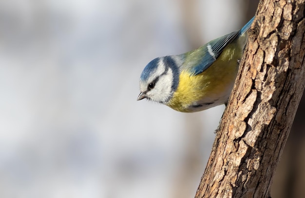 Mésange bleue eurasienne Cyanistes caeruleus Un matin ensoleillé, un oiseau est assis sur le tronc d'un arbre mince