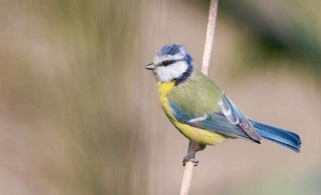 Mésange bleue eurasienne Cyanistes caeruleus L'oiseau est assis sur une tige de canne au bord de la rivière