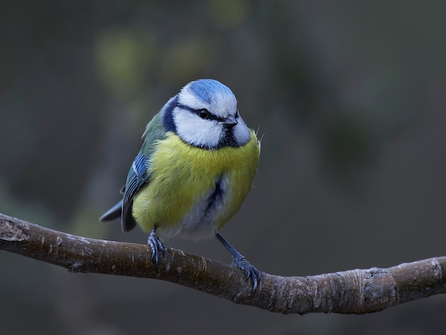 Mésange bleue eurasienne (Cyanistes caeruleus)