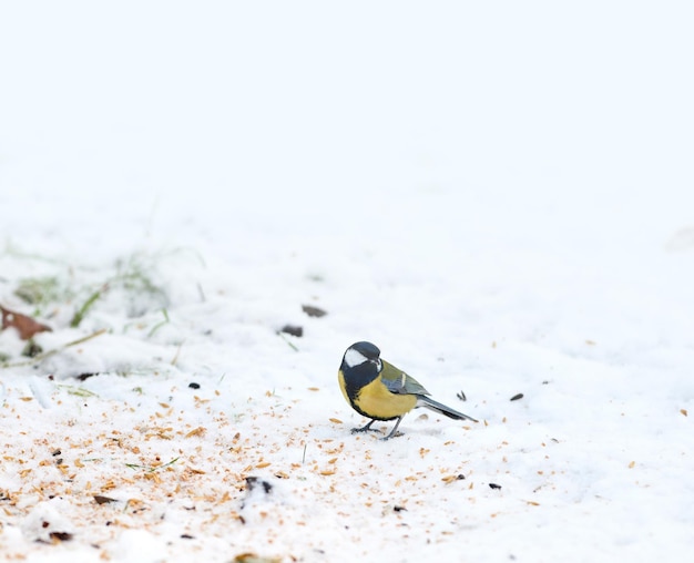 La mésange bleue eurasienne est un petit oiseau passereau de la famille des mésanges Paridae L'oiseau est facilement reconnaissable à son plumage bleu et jaune