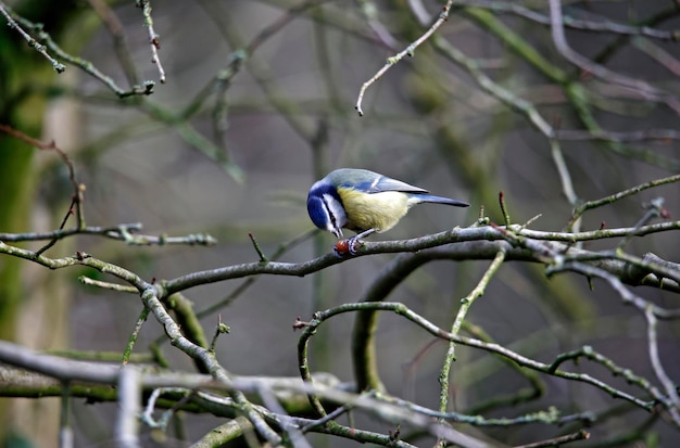 Mésange bleue mangeant une cacahuète dans un arbre