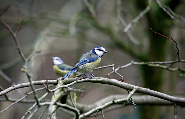 Mésange bleue mangeant une cacahuète dans un arbre