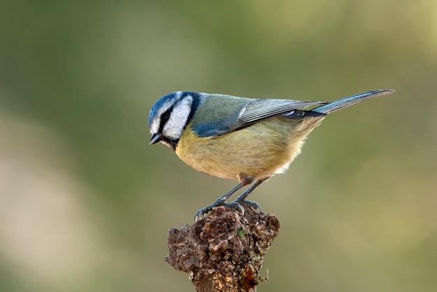 Mésange bleue, mésange, oiseaux, animal, Cyanistes caeruleus