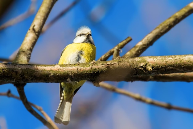 Mésange bleue, mignon petit oiseau