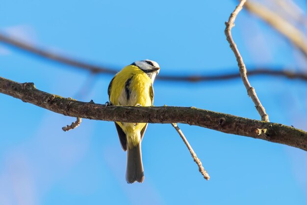 Mésange bleue, mignon petit oiseau