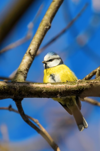 Mésange bleue, mignon petit oiseau