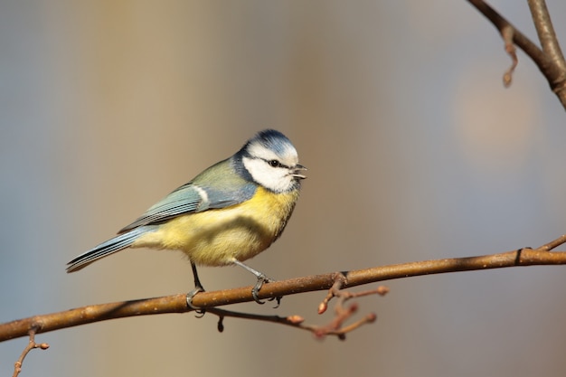 Mésange bleue - Parus caeruleus sur une brindille le matin