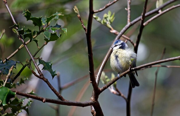 Mésange bleue perchée sur un arbre dans les bois