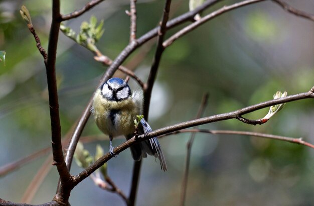 Mésange bleue perchée sur un arbre dans les bois