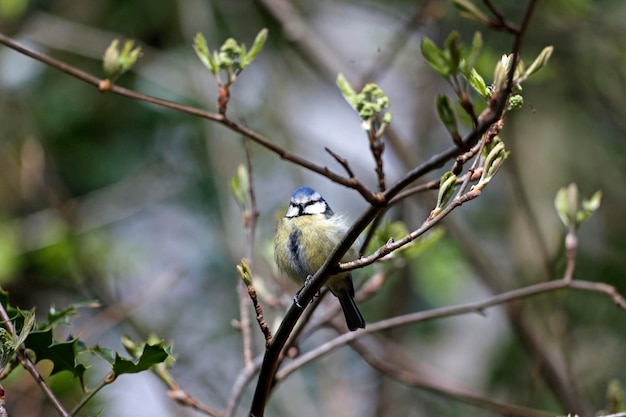 Mésange bleue perchée sur un arbre dans les bois