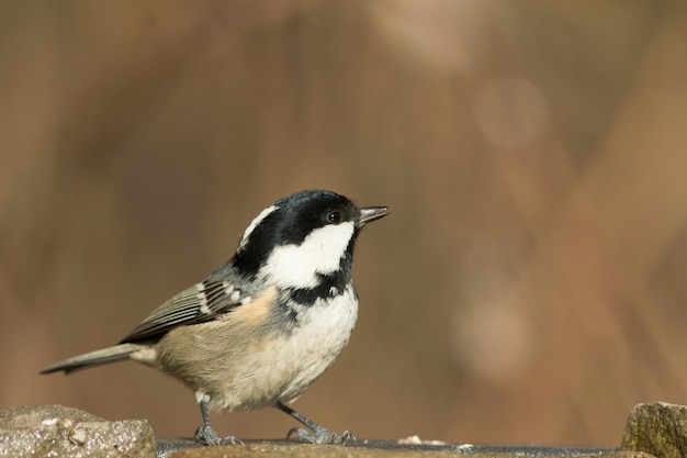 Mésange de charbon!