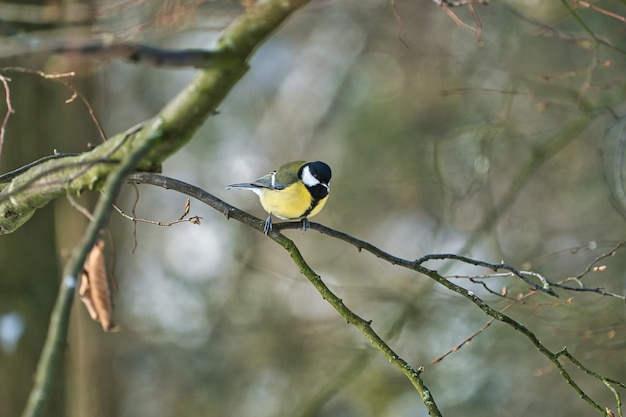 Une mésange charbonnière affamée dans la mésange d'hiver sur un arbre lors d'une journée d'hiver froide et ensoleillée