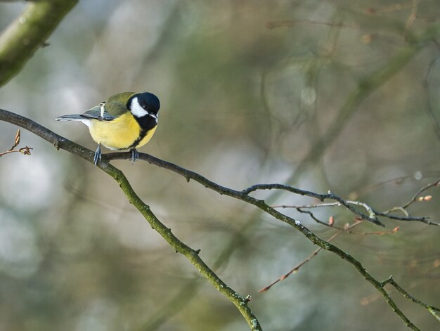 Une mésange charbonnière affamée dans la mésange d'hiver sur un arbre lors d'une journée d'hiver froide et ensoleillée