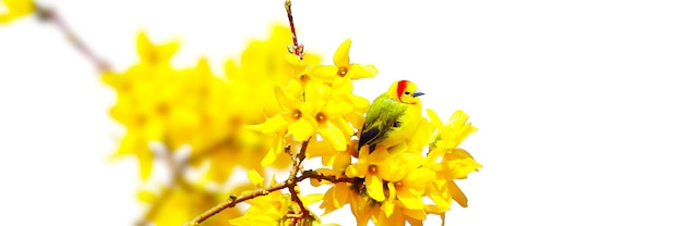 mésange charbonnière assise sur une branche d'arbre