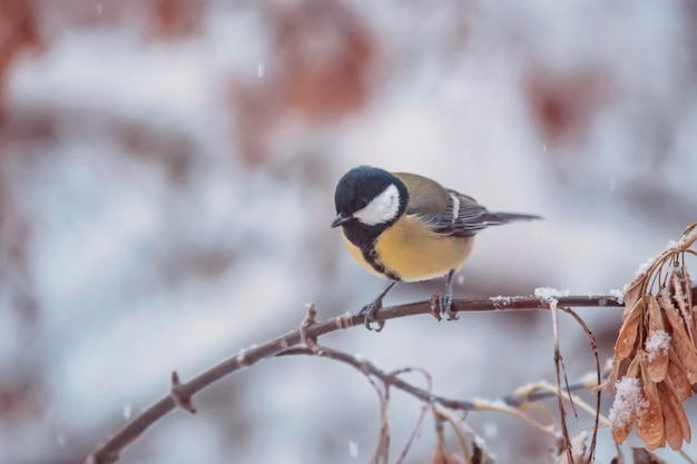 Mésange charbonnière sur une branche de neige