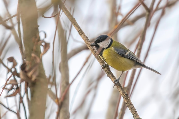 Mésange charbonnière sur branche (Parus major) Mignon petit oiseau