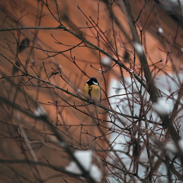 Mésange charbonnière colorée perchée sur un tronc d'arbre l'heure d'hiver