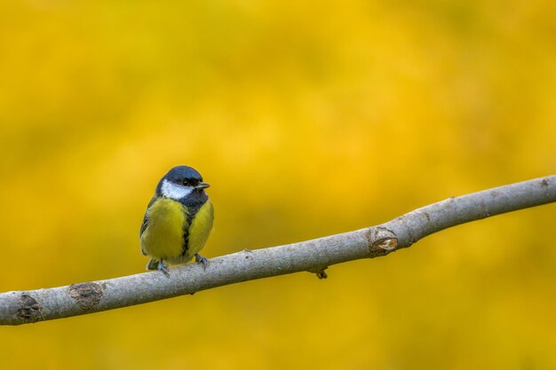 Mésange charbonnière et couleurs d'automne