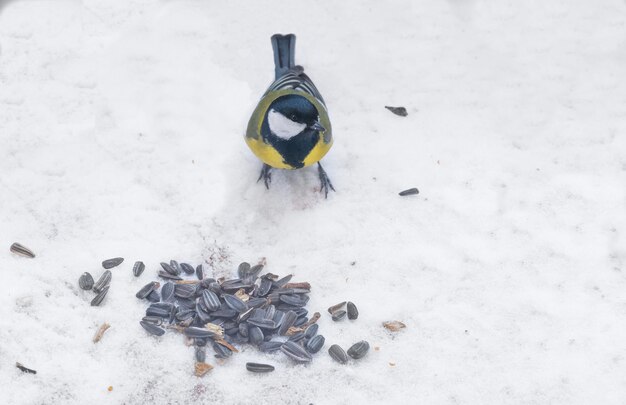 Mésange charbonnière et graines de tournesol sur la neige en hiver Nourrir les oiseaux en hiver