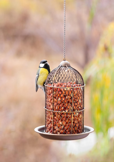 Mésange charbonnière mange des cacahuètes d'une mangeoire à oiseaux Automne