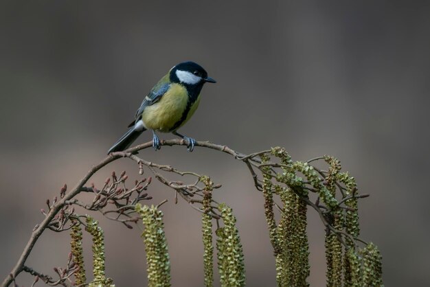 Photo mésange charbonnière (parus major) sur une branche d'arbre de l'aulne européen (alnus glutinosa)