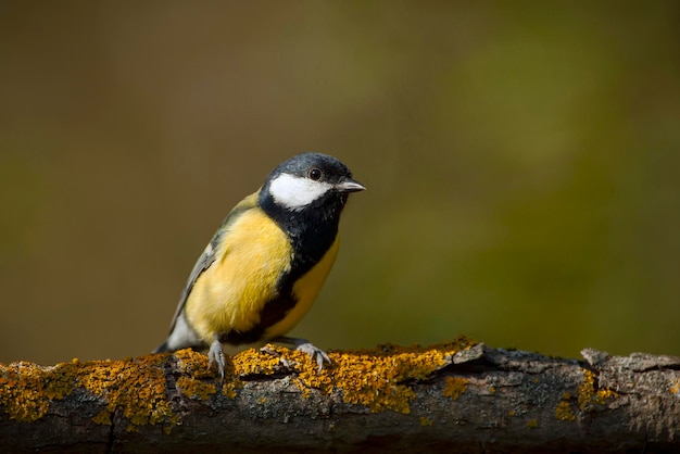 La mésange charbonnière Parus major est un passereau de la famille des mésanges Paridae