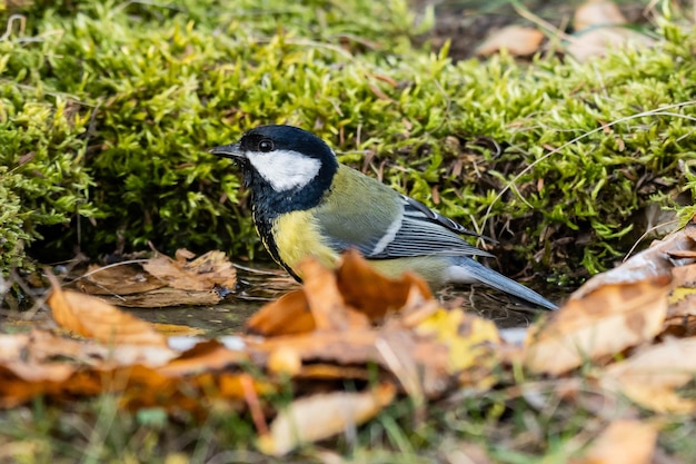 Photo mésange charbonnière parus major à l'état sauvage