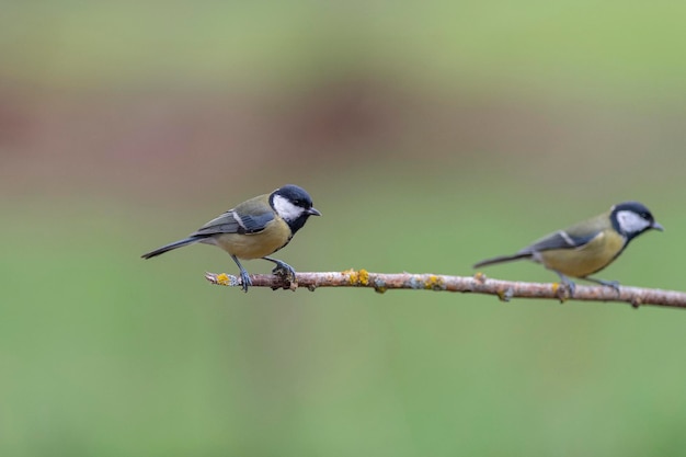 Mésange charbonnière (Parus major) Leon, Espagne