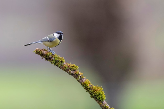 Mésange charbonnière (Parus major) Leon, Espagne