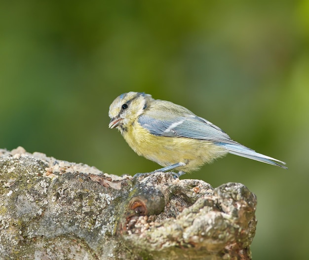 La mésange charbonnière Parus major La mésange bleue eurasienne est un petit oiseau passereau de la famille des mésanges Paridae L'oiseau est facilement reconnaissable à son plumage bleu et jaune