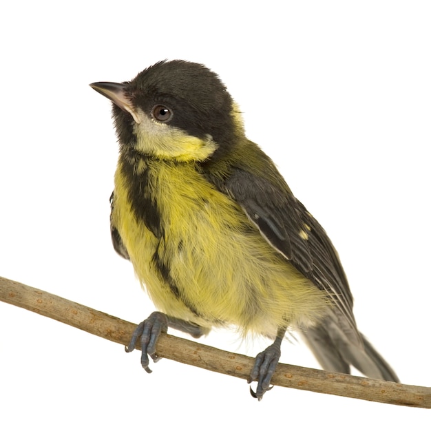 Mésange charbonnière - Parus major sur son perchoir sur un blanc isolé