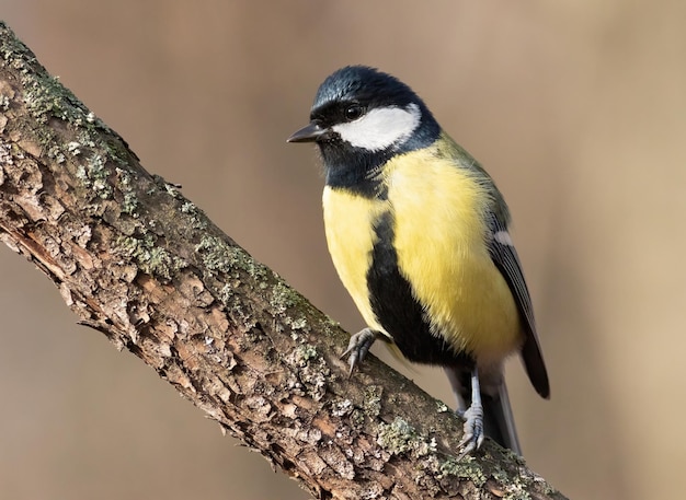 Mésange charbonnière Parus major Tôt le matin dans la forêt un oiseau est assis sur une branche