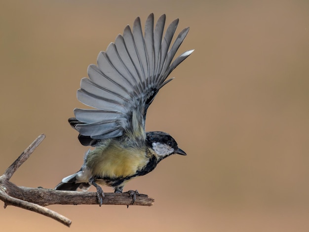 Mésange charbonnière (Parus major).