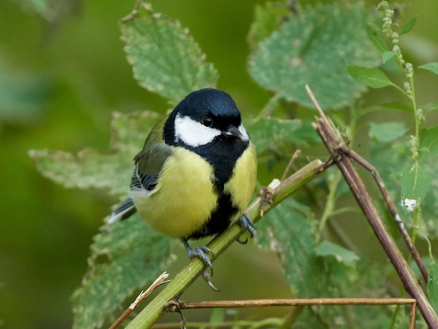 Mésange charbonnière Parus major