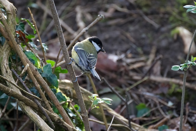 Mésange charbonnière perchée sur une branche