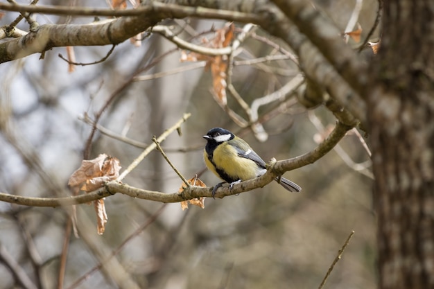 Mésange charbonnière perchée sur une branche