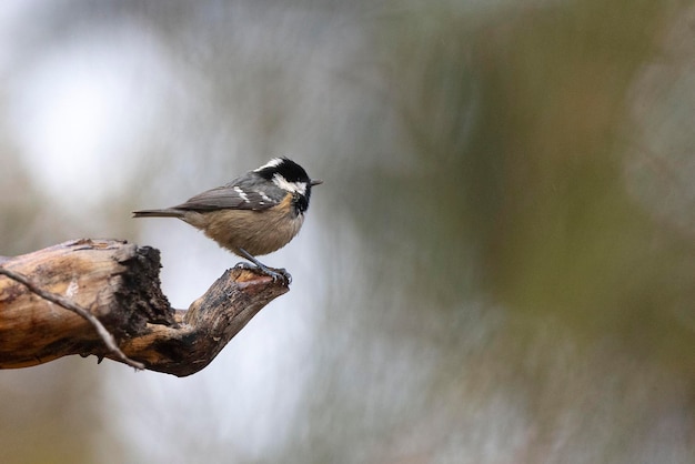 Mésange charbonnière Periparus ater Malaga Espagne