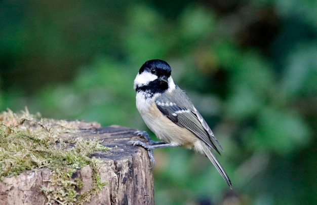 Mésange charbonnière récoltant des graines et des noix