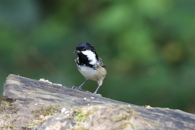 Mésange charbonnière se nourrissant dans les bois