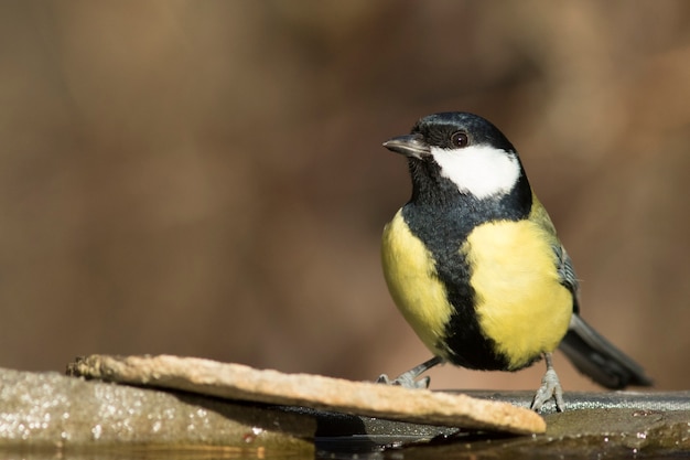 Mésange charbonnière!