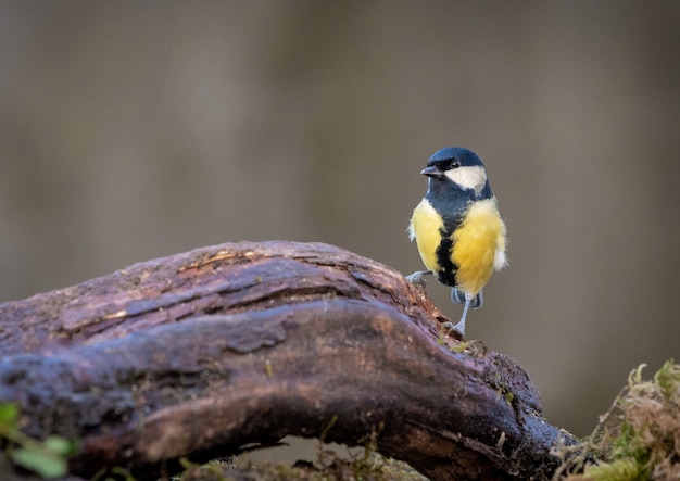 Mésange charbonnière