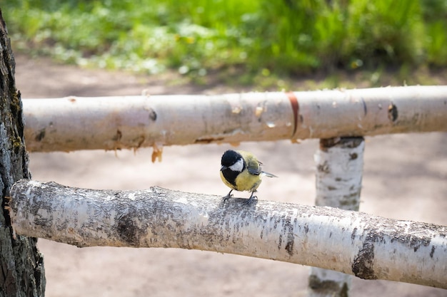 Mésange sur haie de grumes de bouleau aux beaux jours