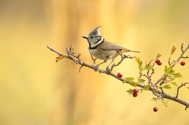 Mésange huppée sur une branche d'aubépine aux baies rouges aux lueurs de l'aube dans une forêt méditerranéenne