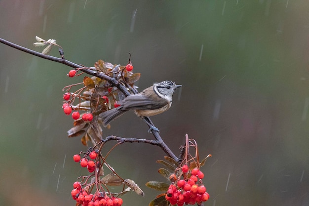 Mésange huppée européenne ou mésange huppée (Lophophanes cristatus) Avila, Espagne