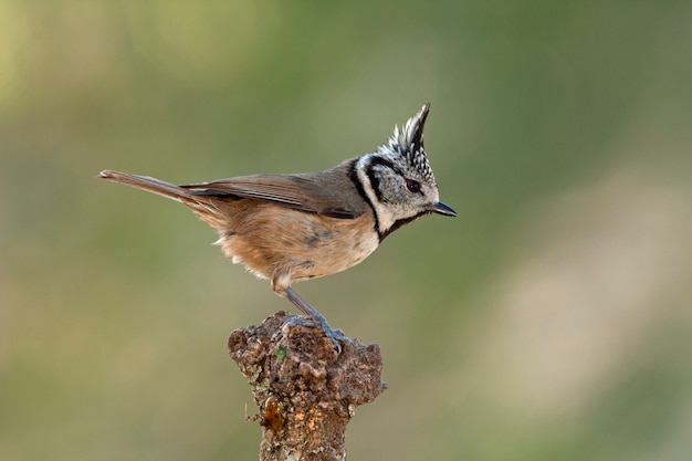 Mésange huppée, mésange, oiseaux, oiseaux chanteurs, perchoir, Lophophanes cristatus