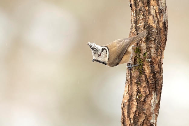 Mésange huppée par une journée très froide de janvier neigeant avec la dernière lumière de l'après-midi