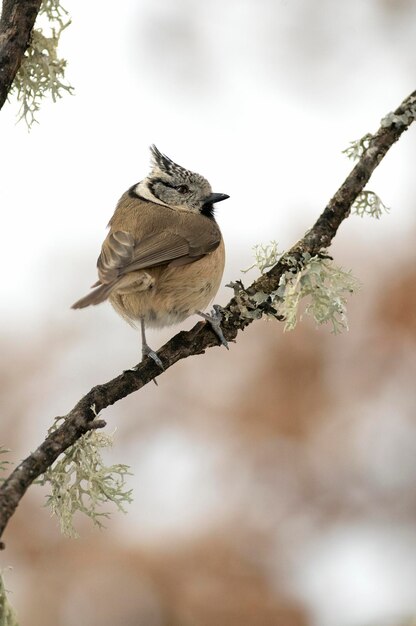 Mésange huppée par une journée très froide de janvier neigeant avec la dernière lumière de l'après-midi